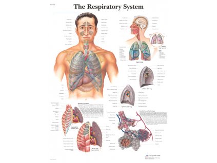 Výuková anatomie - dýchací systém