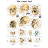 Výuková anatomie - lebka