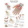 Výuková anatomie - ruka