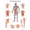 Výuková anatomie - vasculární systém