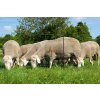 Síť pro elektrické ohradníky na ovce Ovinet 90 cm, 50 m, 2 hroty, zelená