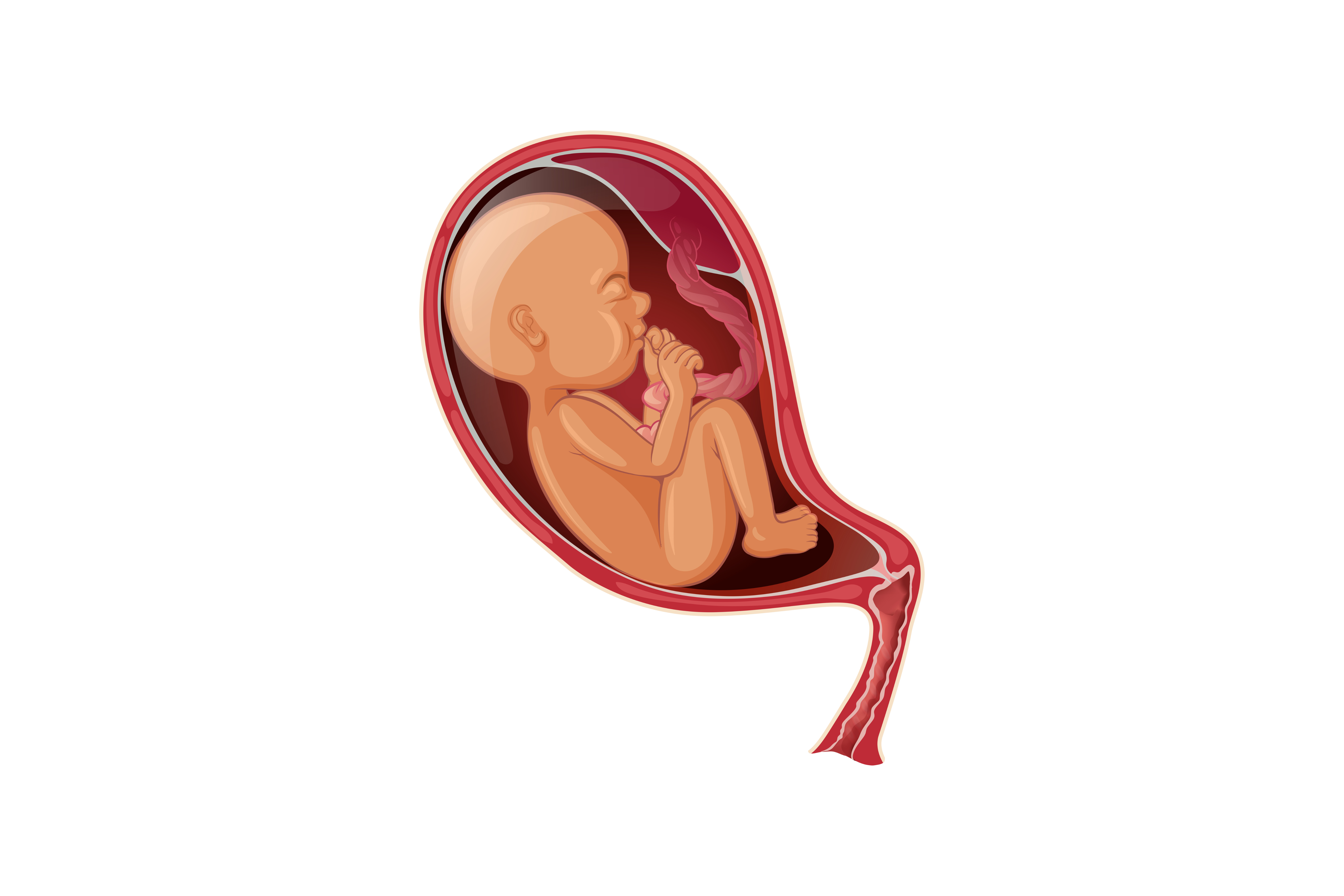 Placenta a její možnosti zpracování po porodu
