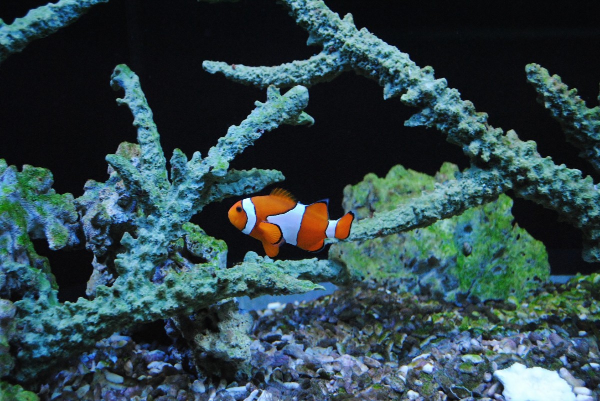 Akvarium morske 