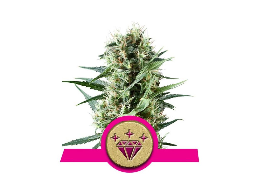 Special Kush 1 - Royal Queen -