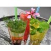 Thai Bitter-Melon Tea-doplněk stravy, mletý plod-bio