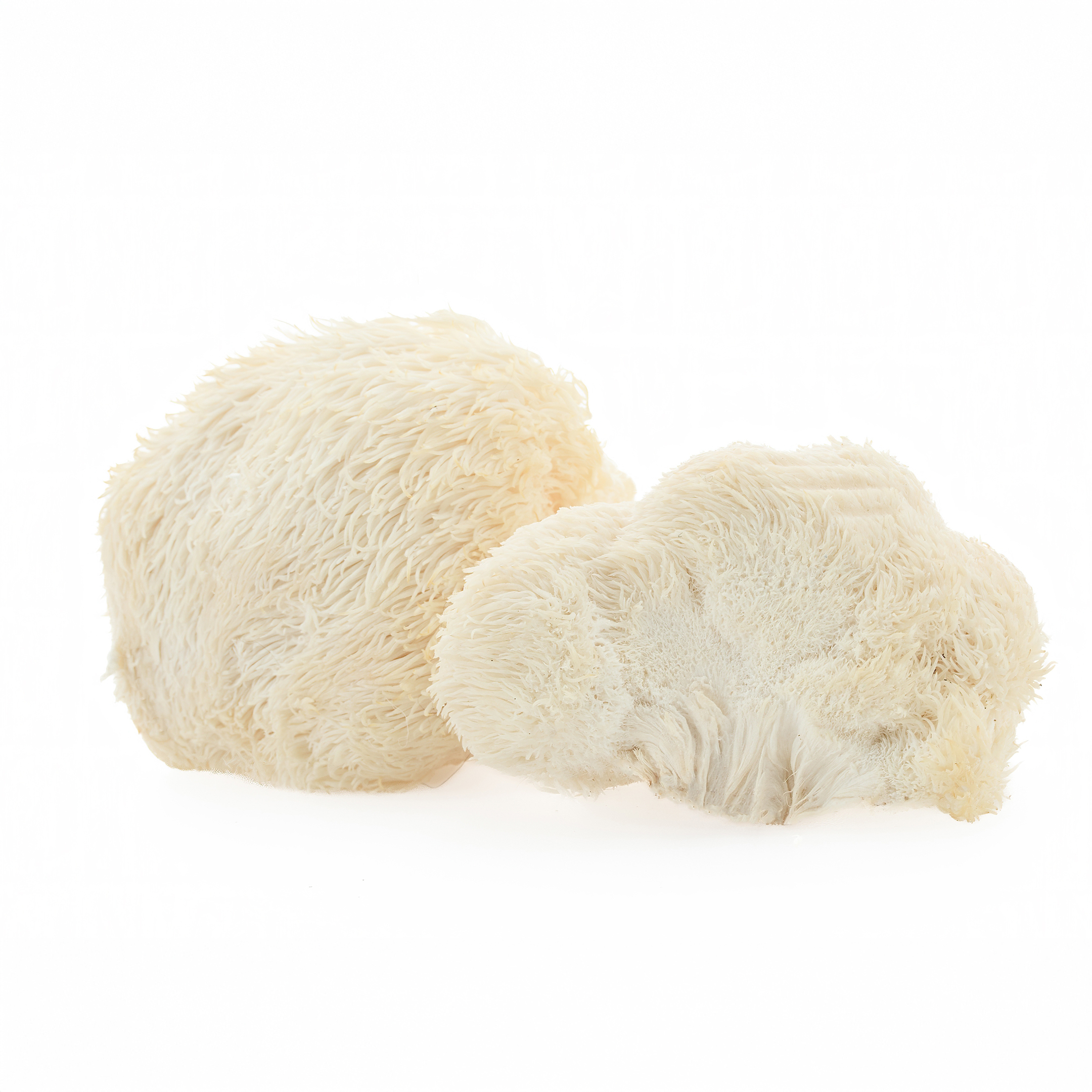 BrainMax Pure Lion's Mane (Hericium) prášek, BIO 100g Obrázek
