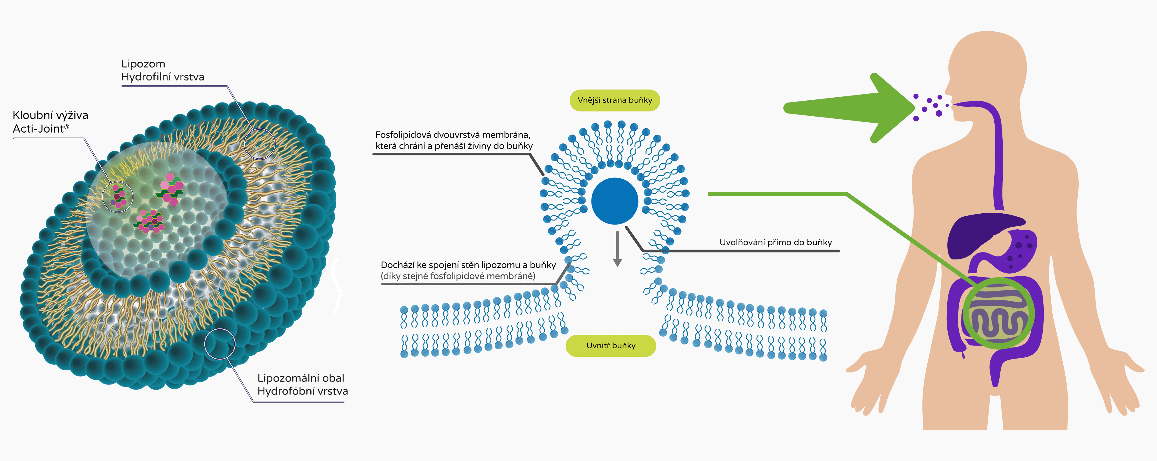 BrainMax Lipozomální Kloubní výživa, Acti-Joint® 250 ml Obrázek