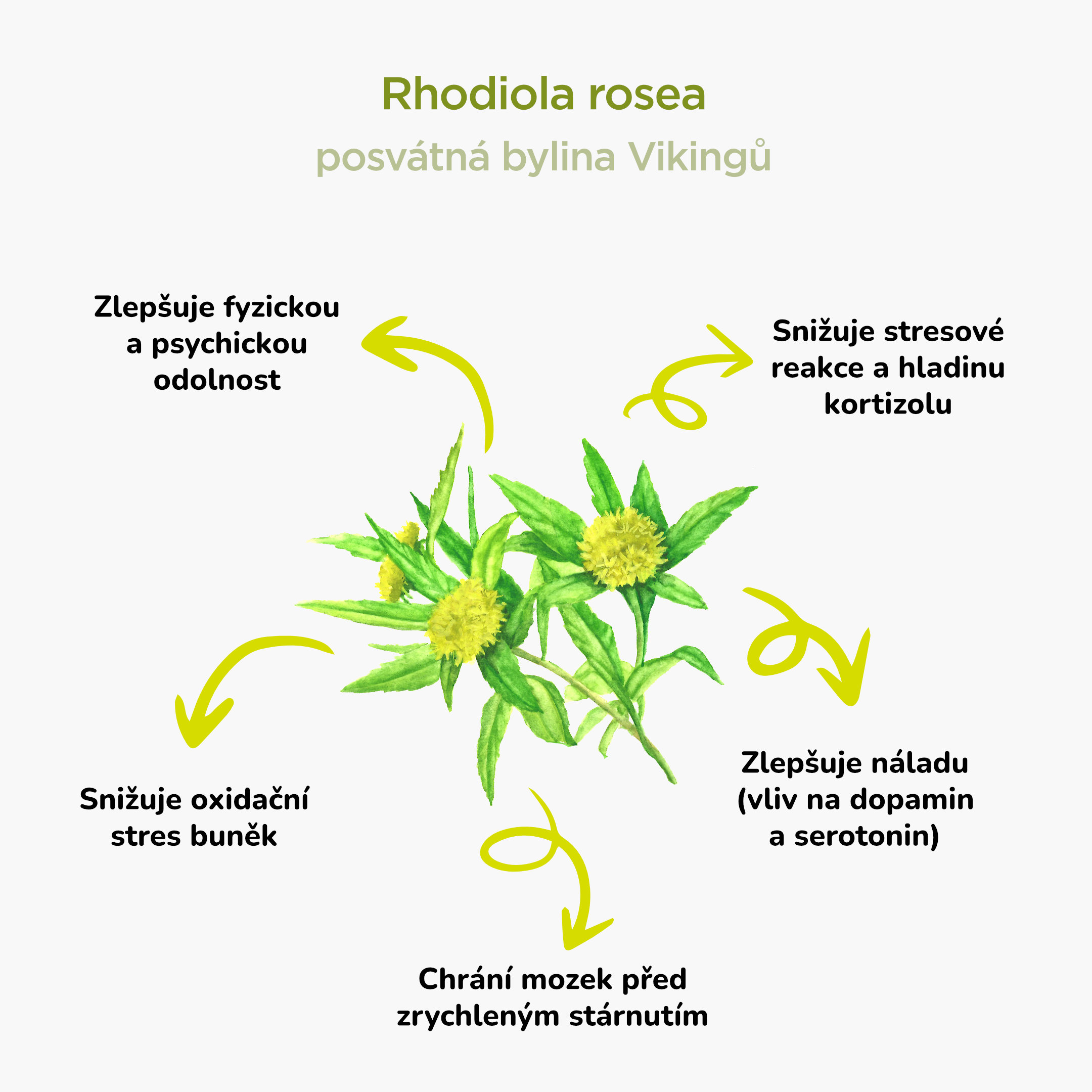 BrainMax Pure Rhodiola Rosea, tinktura 1:3, 100 ml Obrázek