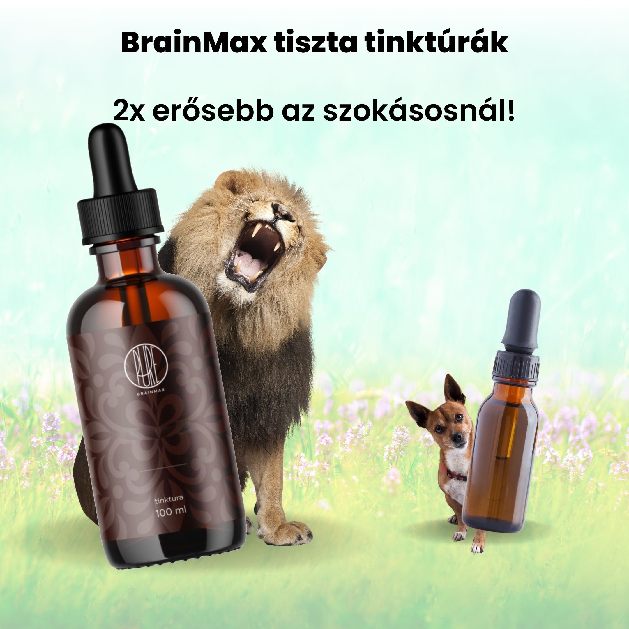 BrainMax Pure Schisandra tinktura 1:1, 100 ml Obrázek