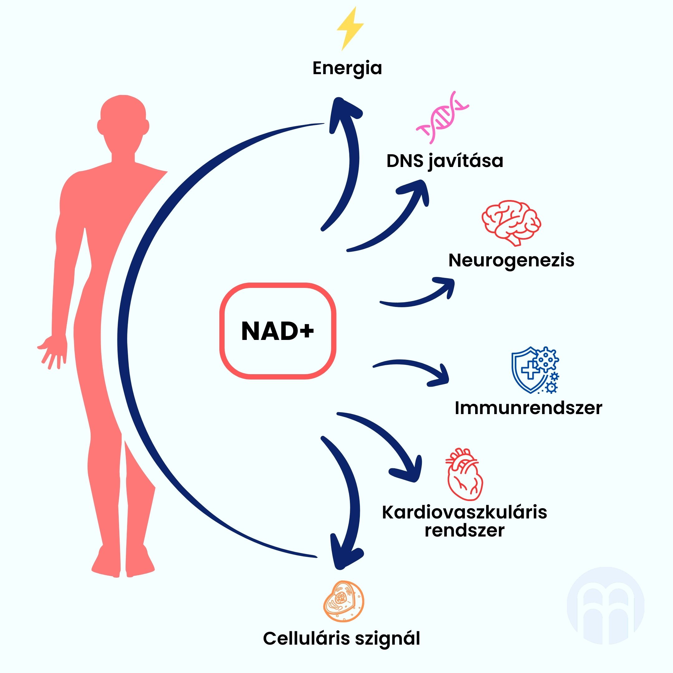 BrainMax NAD+ RiaGev®, 750 mg, 100 rostlinných kapslí Obrázek