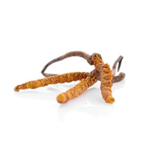 MycoMedica Cordyceps CS-4 90 tablet Obrázek