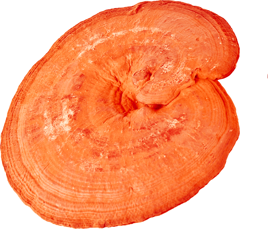 MycoMedica Reishi 90 tablet Obrázek