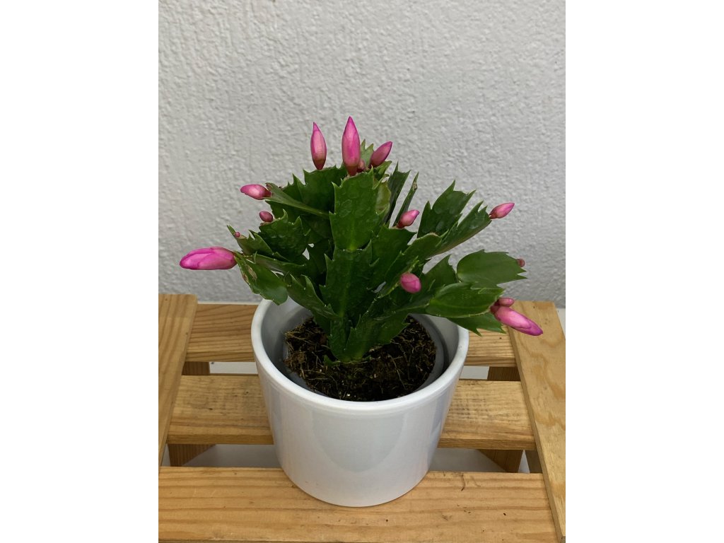 Schlumbergera tmavě růžová - ⌀ 9 cm