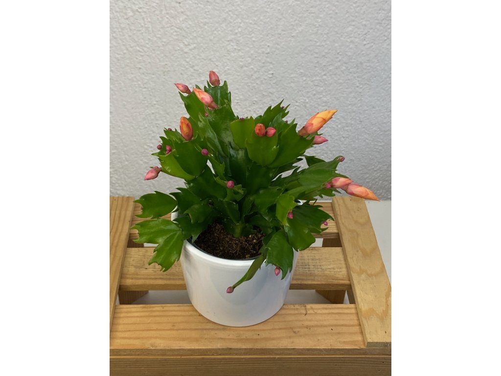 Schlumbergera růžovo-oranžová - ⌀ 9 cm