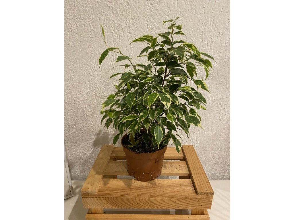Ficus benjamina - ⌀ 12 cm