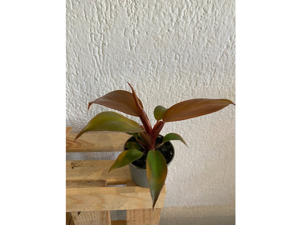 Philodendron red sun - ⌀