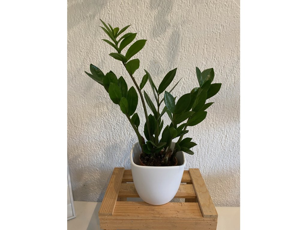 Zamioculcas zamiifolia - ⌀ 12 cm