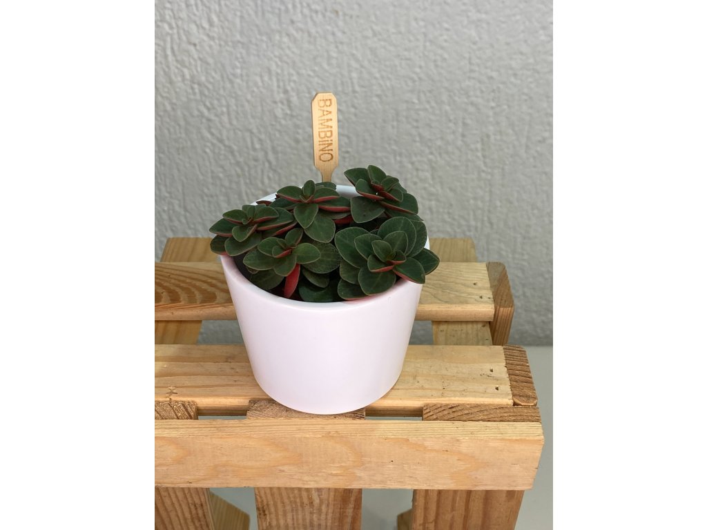 Peperomia red log - ⌀ 6cm