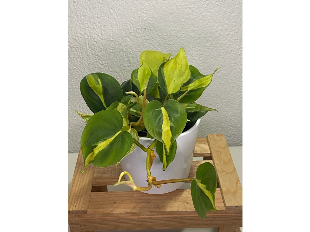 Philodendron brasil - ⌀ 12cm