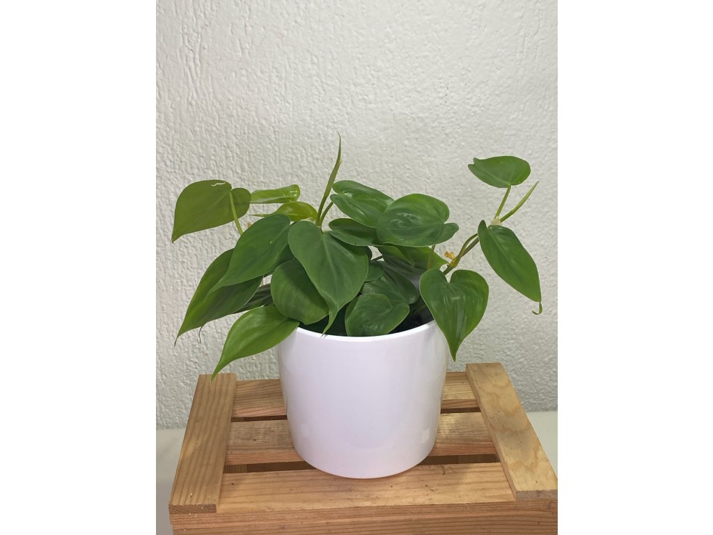 Philodendron scandens - ⌀ 12 cm