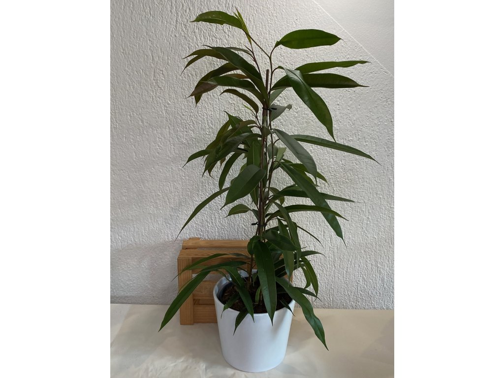 Ficus amstel king - ⌀ 16 cm
