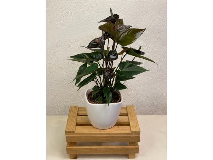 Anthurium andreanum "black" - ⌀ 13 cm