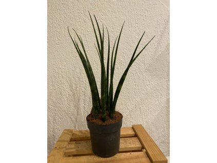 Sansevieria fernwood - ⌀ 6cm