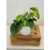 Philodendron hederaceum - ⌀ 12 cm