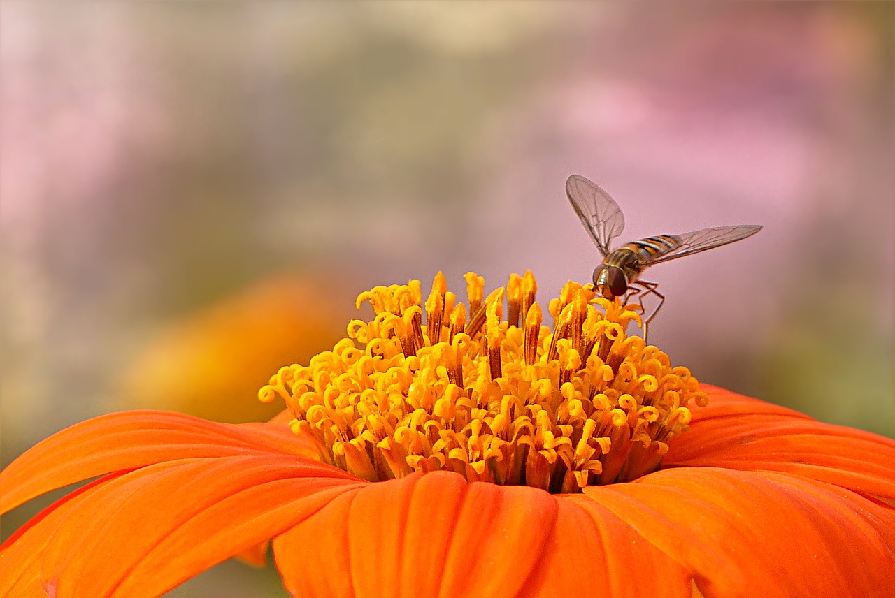 Blahodárné účinky včelího pylu