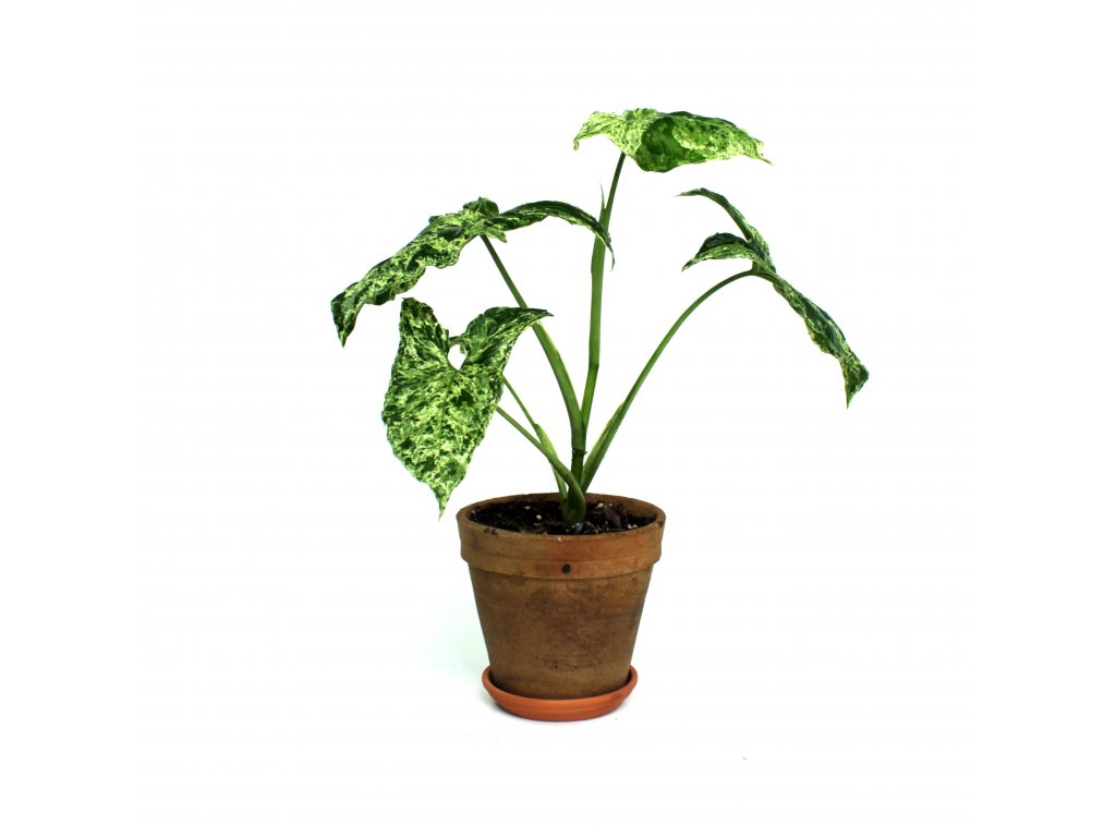 Pokojova rostlina Syngonium Mottled e shop Coasy 1