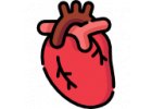 Srdce a cévy