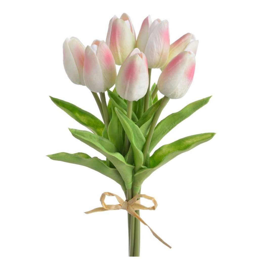 tulipan kremovo ruzovy