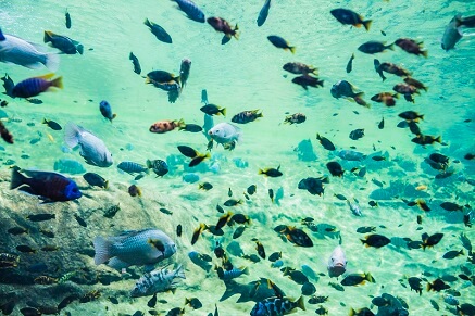 Jak často krmit akvarijní rybičky?