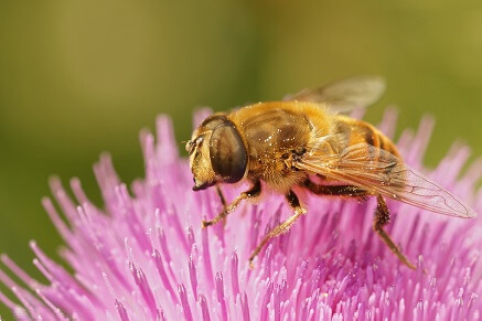 Jak dlouho žije včela?