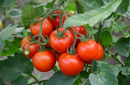 Jak hnojit rajčata?