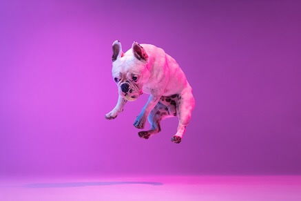 Jak odnaučit psa skákat?