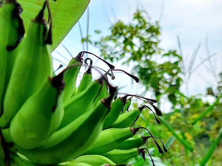 Jak pěstovat banánovník?