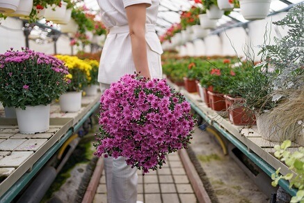 Jak pěstovat chryzantémy?