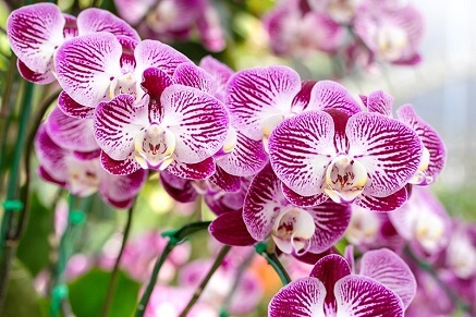 Jak pěstovat orchideje?