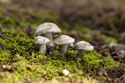 Jak rostou houby?