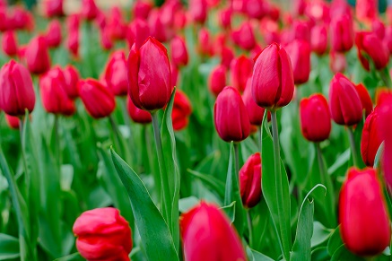 Kdy a jak sázet tulipány?
