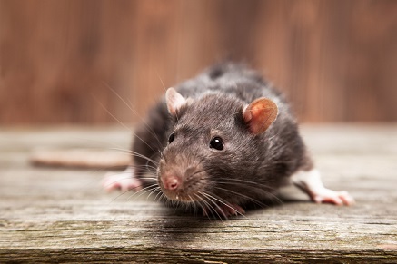 Jak se zbavit potkanů?