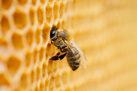 Jak začít včelařit?