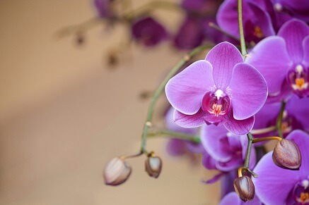 Jak zalévat orchideje?