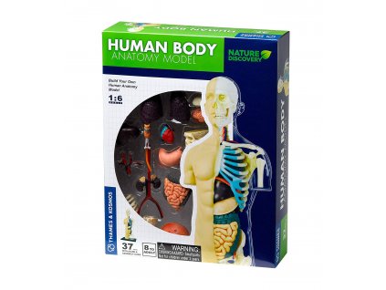 467 model lidskeho tela
