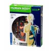 467 model lidskeho tela