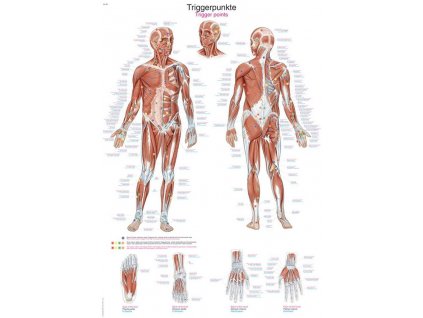 Anatomicky plagat Erler Zimmer - Spustacie body tela