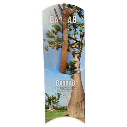 Fair trade sazenice baobabu ze Senegalu 18 měsíců