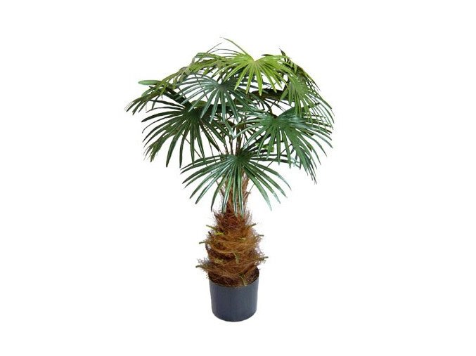10054 umela palma vejirovita mini 100cm