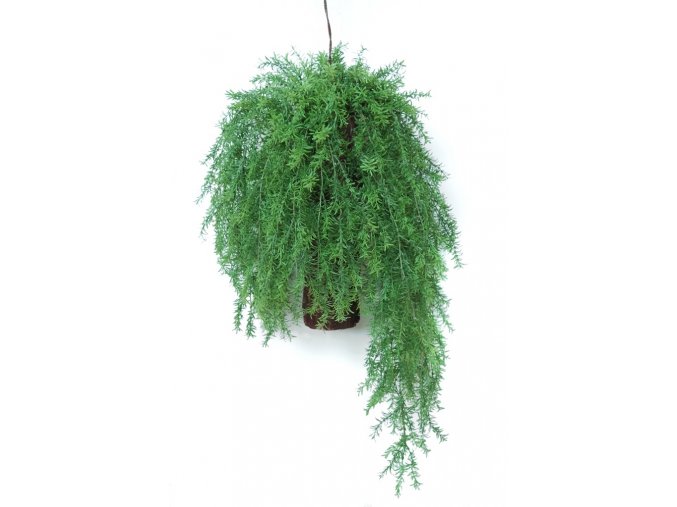 Hanging Asparagus 80 cm Green 5576000
